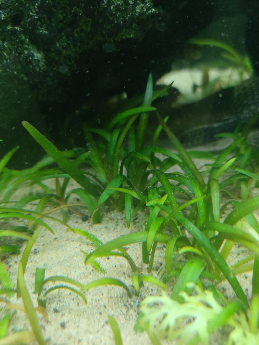 Sprzedam Sagittaria Subulata