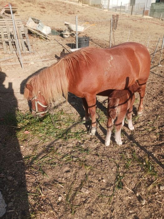 Vendo pónei fêmea com charrete