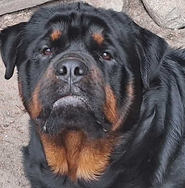Rottweiler 3letni