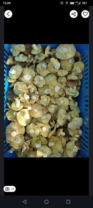 Gąska zielonka świeża 2kg WYSYŁAM