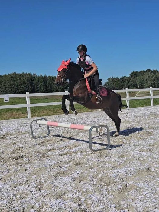 6.5 letnia klacz huculska do ambitnej rekreacji