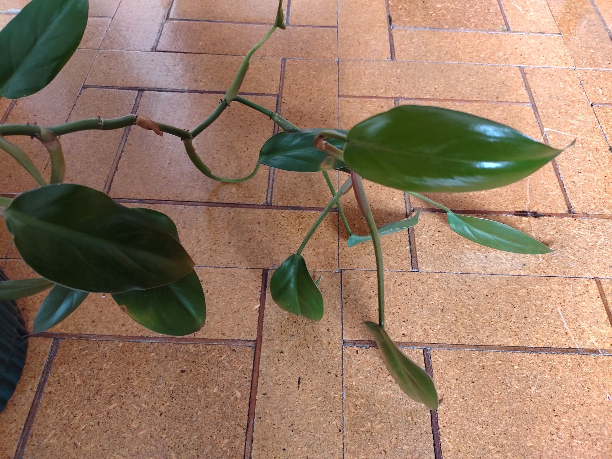 Philodendron, Filodendron roślina domowa, doniczkowa