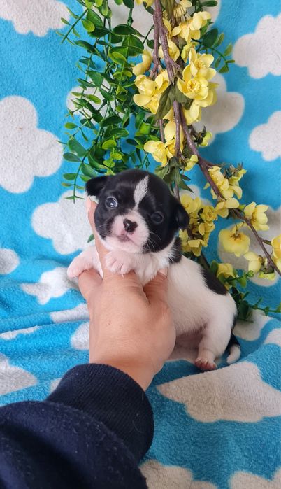 Excecional mini Chihuahua/Chiuaua, Linhagem Russa de Qualidade