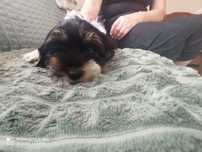 Yorkshire Terrier Biewer