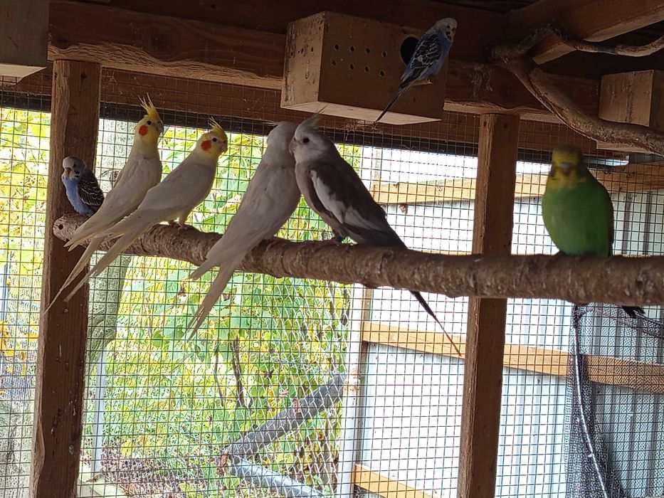 Sprzedam Papugi Nimfy