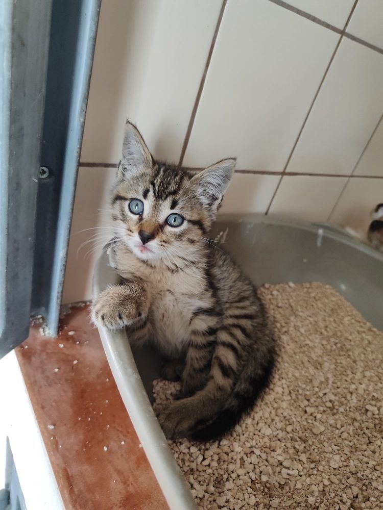 Gatinhos para adoção