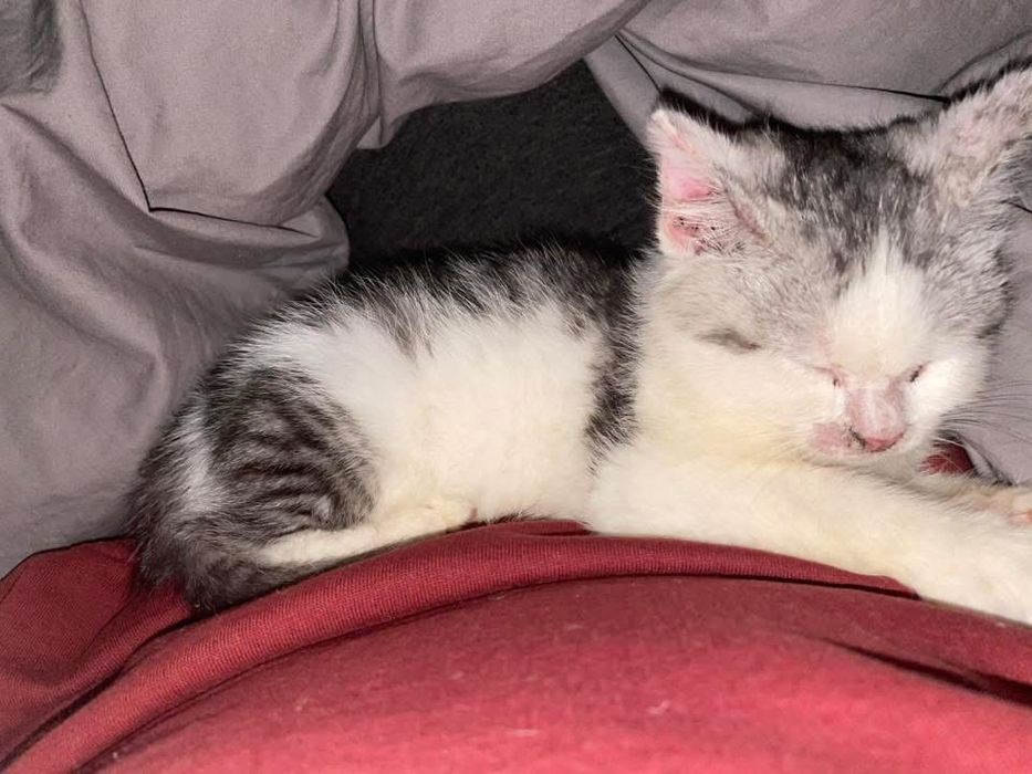 Віддам кошеня в хороші руки