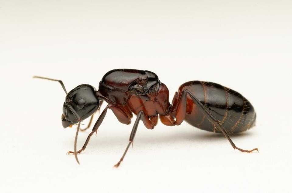 sama Królowa Camponotus ligniperda