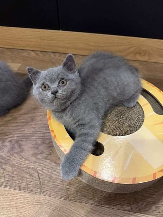 Prześliczne kocurki brytyjskie krótkowłose FPL