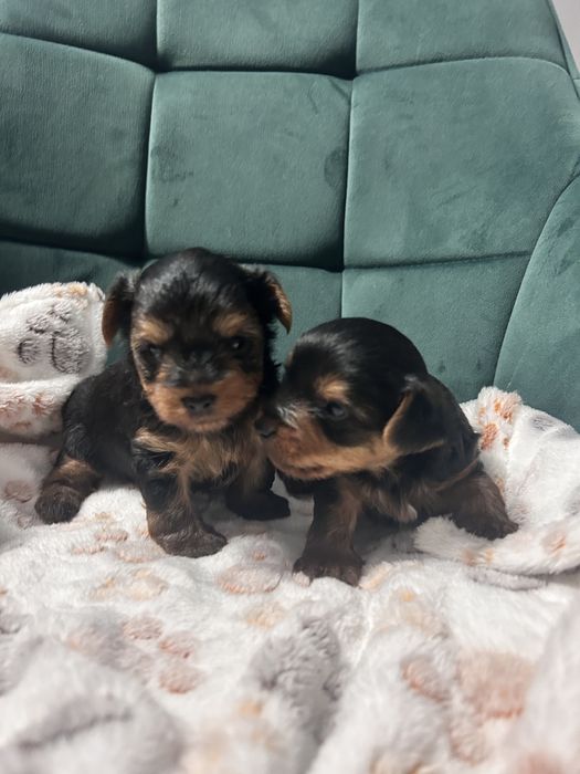 York Yorkshire terrier