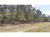 Terreno com pinhal