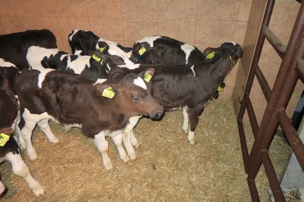 Byczki i jałówki mięsne NCB cielaki cielęta byki sprzedaż cieląt