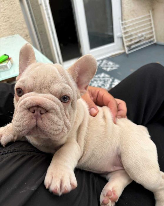 Щенок французского бульдога биг роп окрас кремовый мерле! Big rope!
