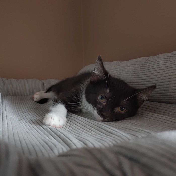 Mięta - chętnie nada orzeźwienia twojemu życiu!