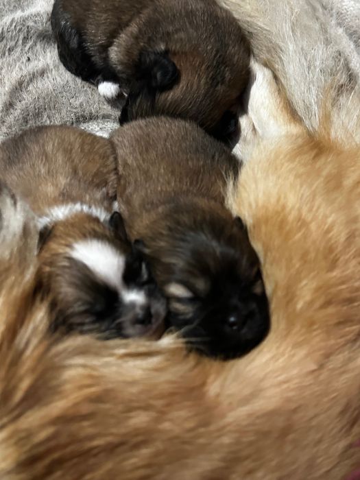 Пекінес цуцики / цуценята породи Пекінес