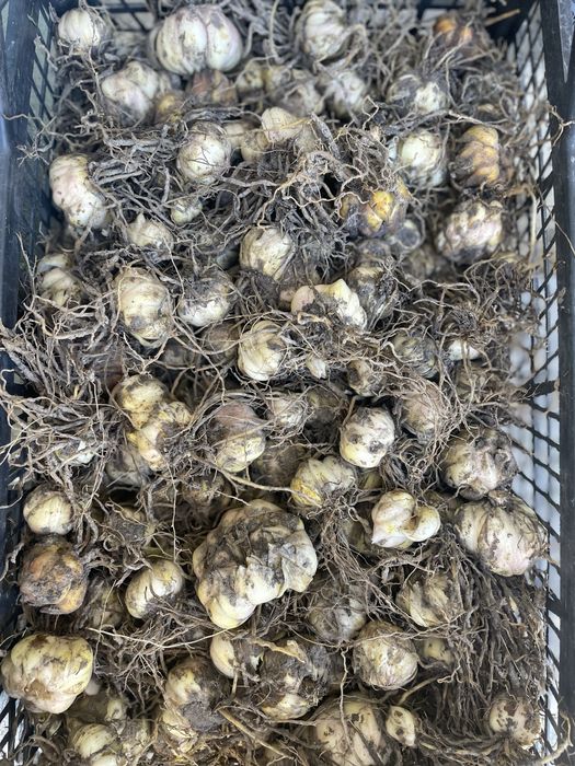 Лілія  цибулини