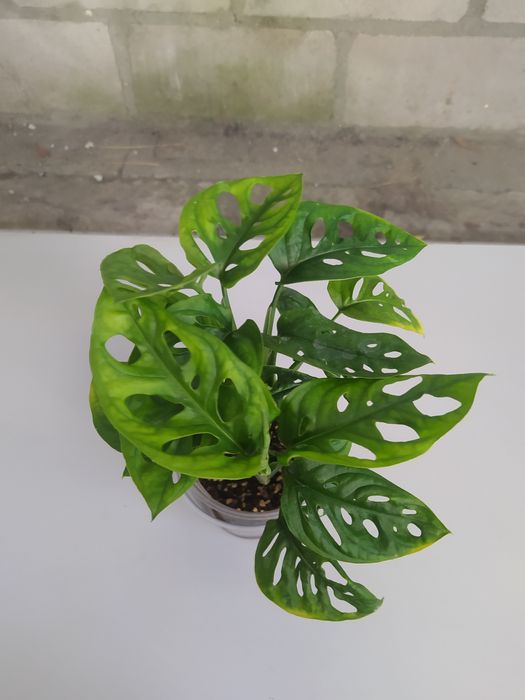 Монстера Адансона Монстера Манки Monstera Adamson Monkey