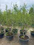Magnolia Loebnera Mag's Pirouette
