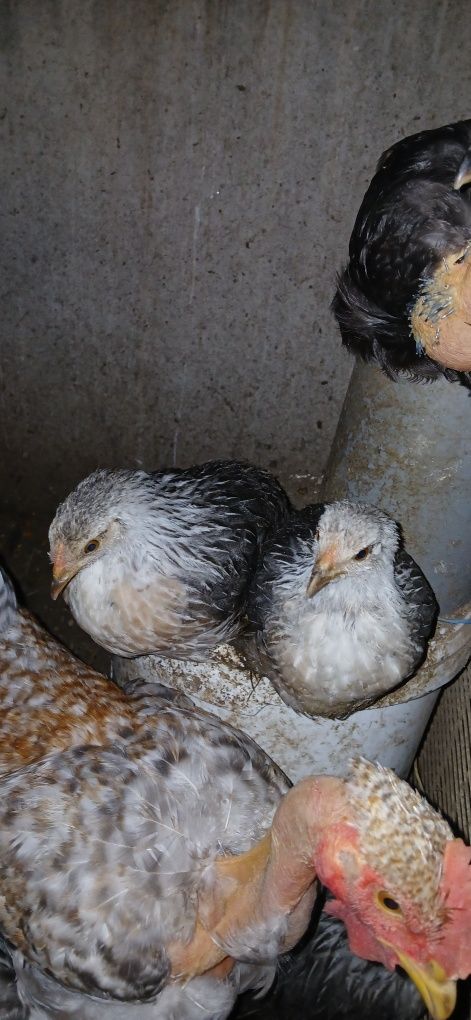 Garnizés raça fénix prateado