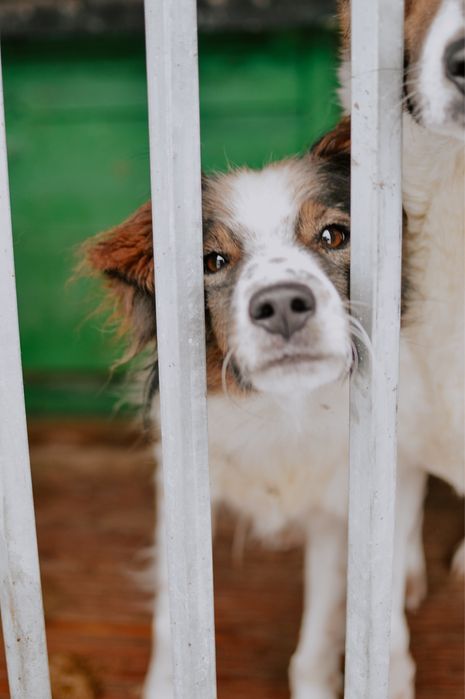 Poszukujemy domów tymczasowych!