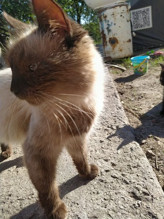 Отдам котят и  маму в хорошие руки