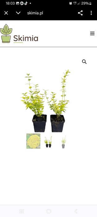 Trzmielina fortune'a, EMERALD GOLD