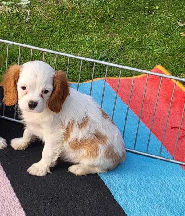 Cavalier King Charles Spaniel