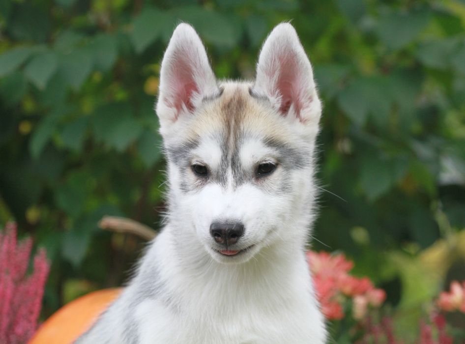 Siberian Husky FCI ZKwP