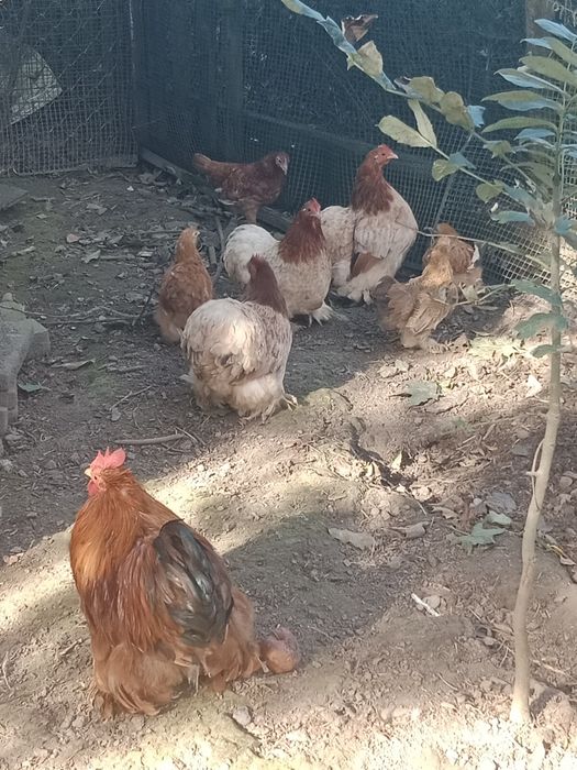 Kochin miniatura 2+1 kogut i dwie kury