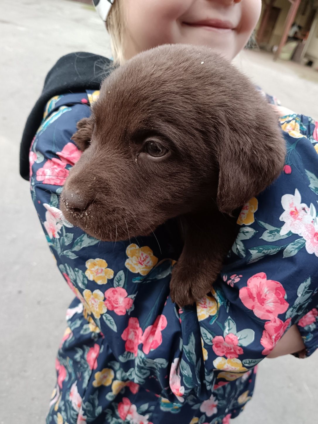 Sprzedam Suczka labrador REZERWACJA