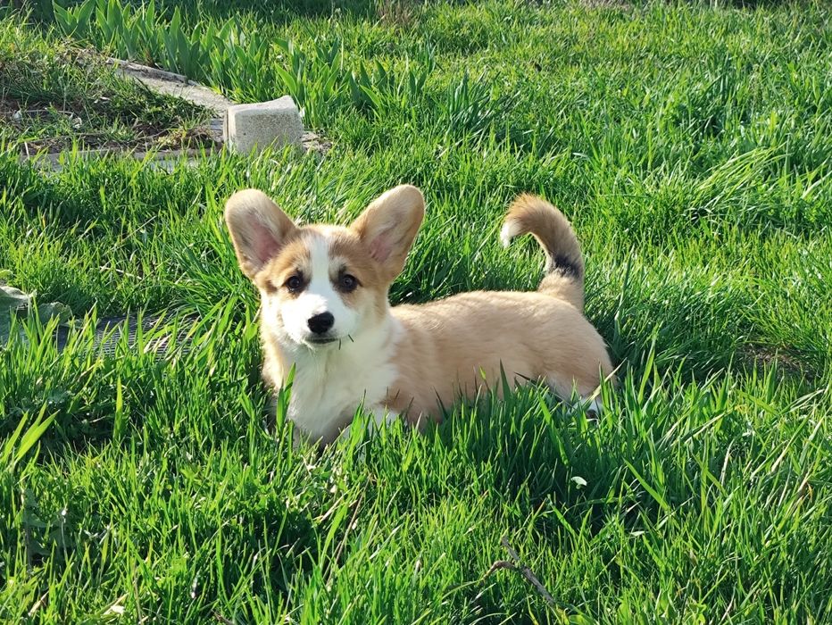 Чарівні цуценята породи коргі