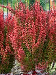 Berberis thunbergii Orange Rocket berberys Thunberga Orange Rocket