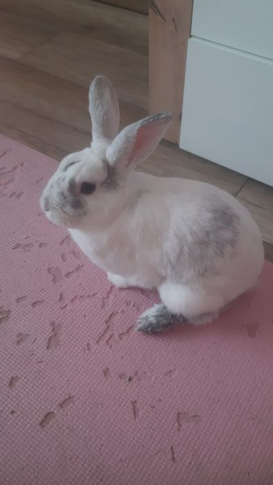 Samczyk Domowy Zdrowy Polecam