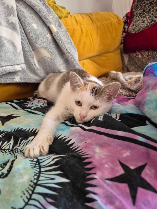 5 miesięczna trikolorka do adopcji