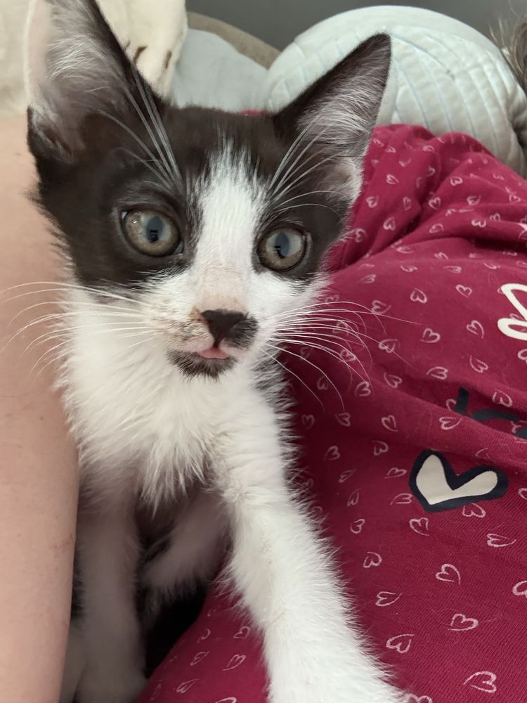 Malutka kotka Gapa do adopcji