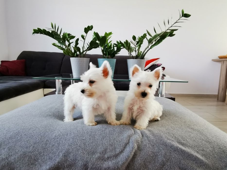 Sprzedam Pieska West Highland White Terrier