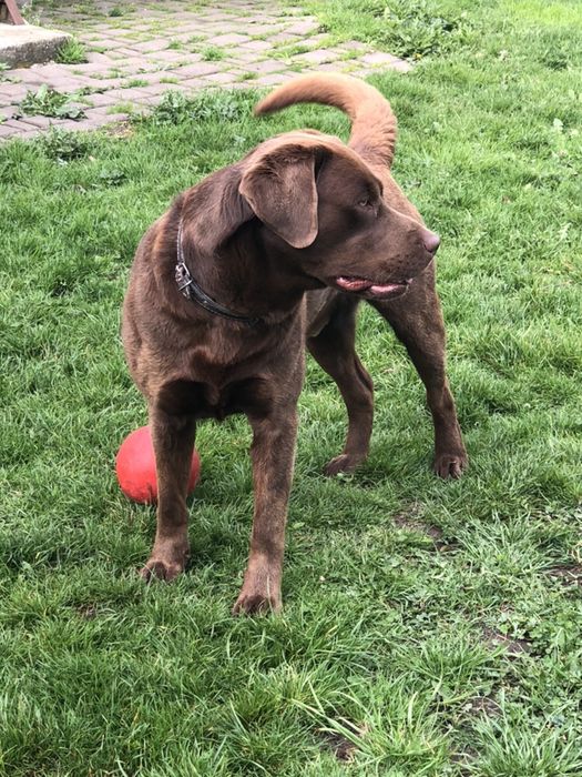 Лабрадор для вязки