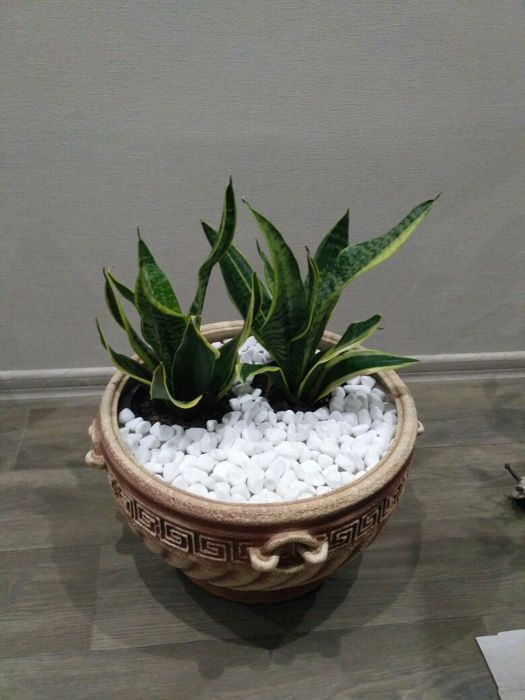 Камни белые для декора аквариума альпийской горки
