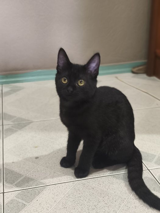 Котенок в хорошие руки