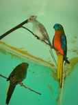 Casal Neophema Turquoisines 2025