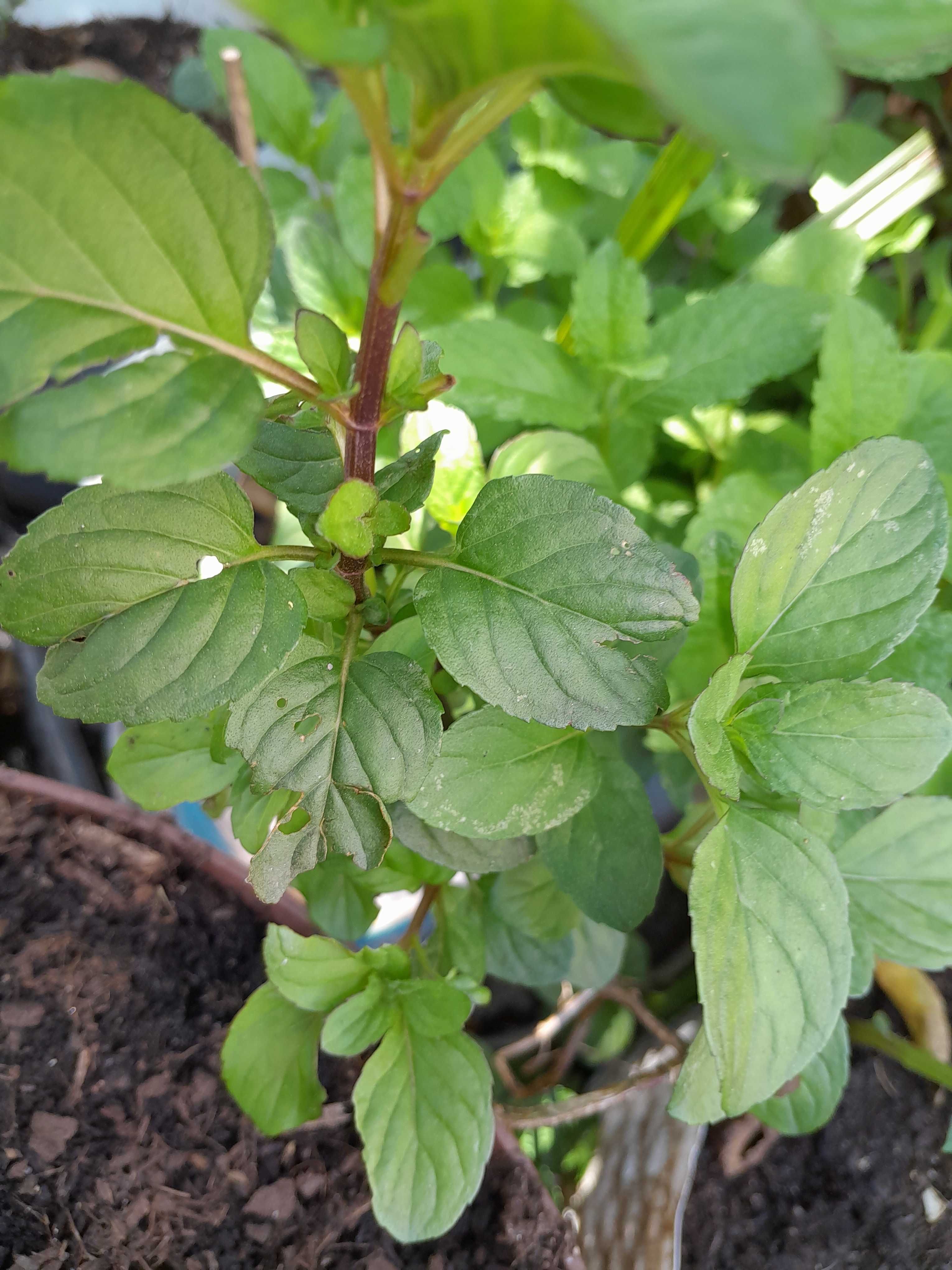 Salvia, Hortelã, lavanda, urtiga, incenso e mirrra  bastardo em mudas