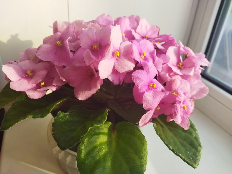 Сортові кімнатні фіалки (Сенполії)