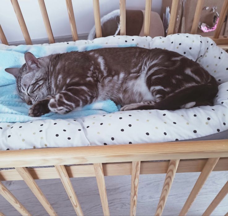 Kotka bengalska silver mink marble TICA