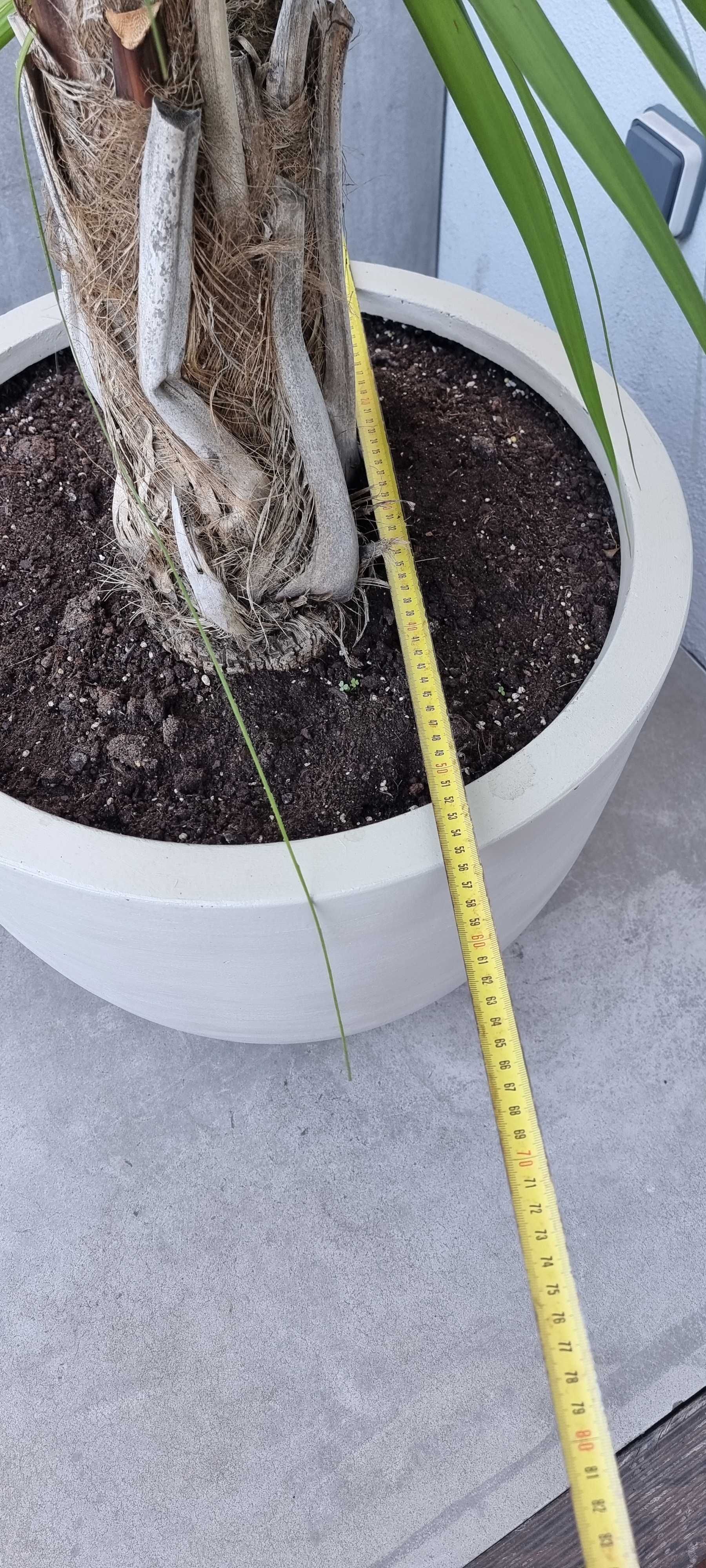 Palmeira com vaso planta de interior ou pouco sol