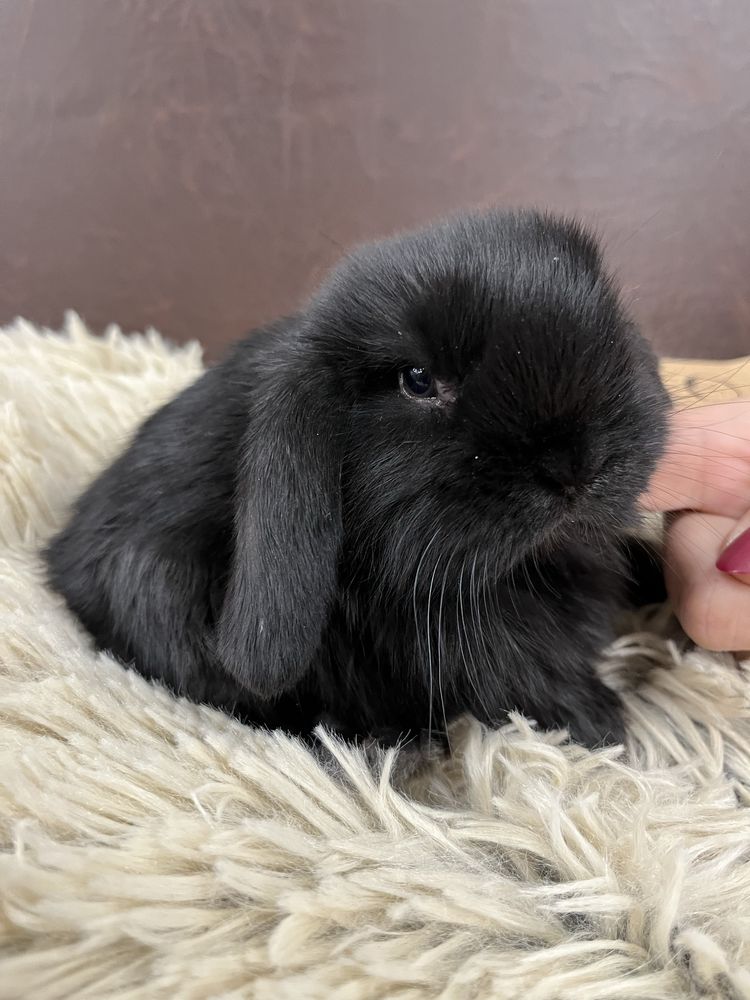 Króliczek Mini Lop (samiczka) MASSON