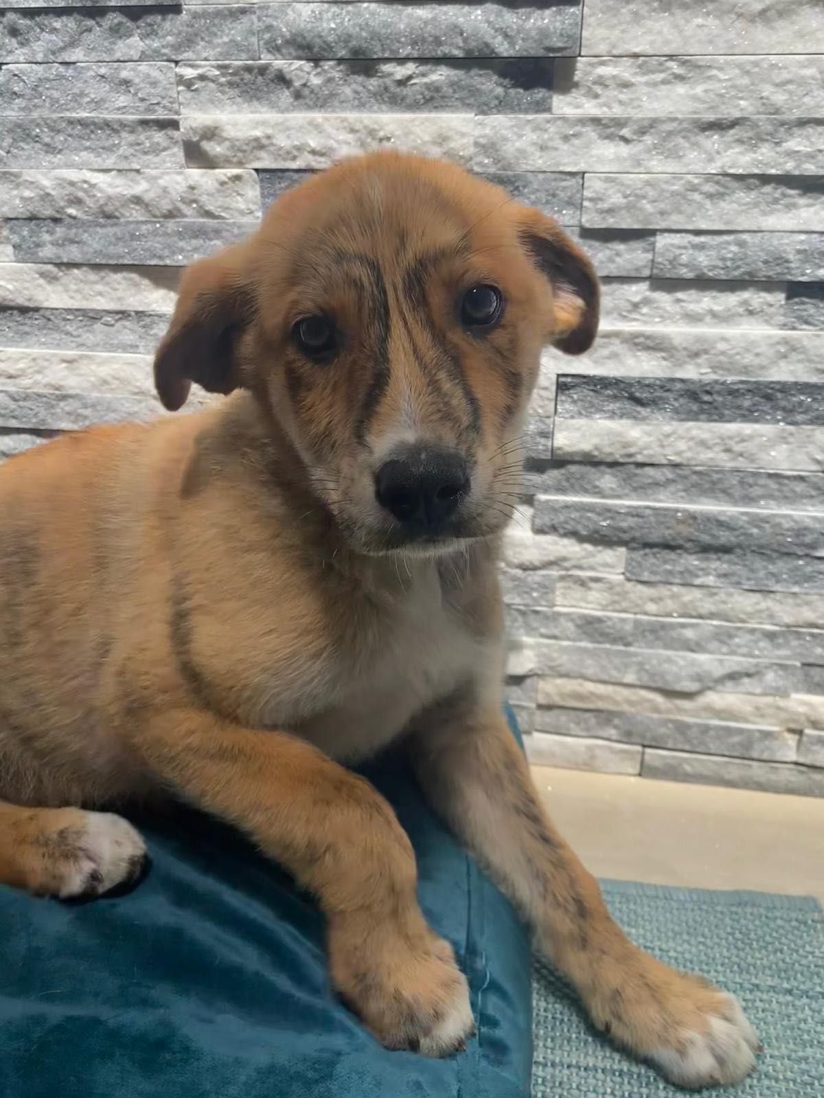 Cachorro para adoção RESPONSÁVEL