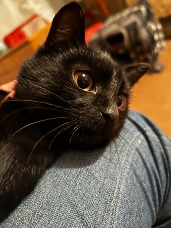 Черный котенок с янтарными глазами, мальчик 3.5 месяцев, в добрые руки