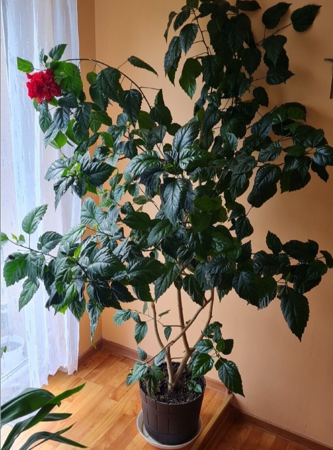 Hibiskus czerwony piękny młody kwiatek