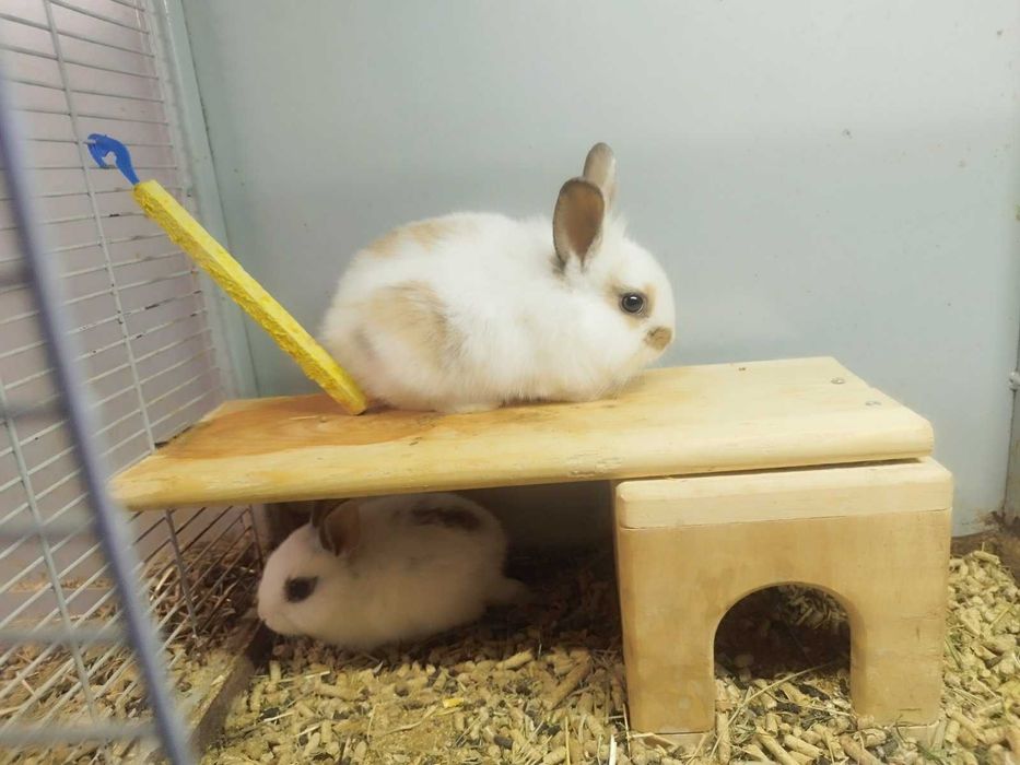 кролик декоративний