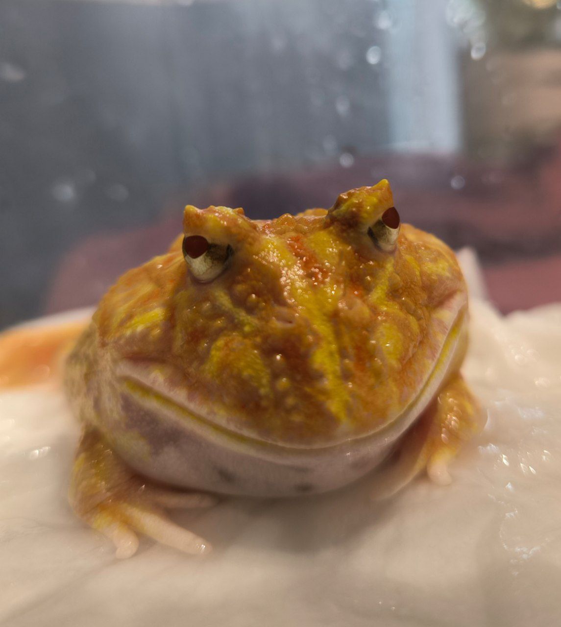 Żaba rogata albinos, 3 lata – zdrowa, piękne ubarwienie